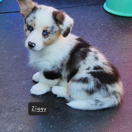 American Corgi Puppies from Wigglebutts American Corgis
