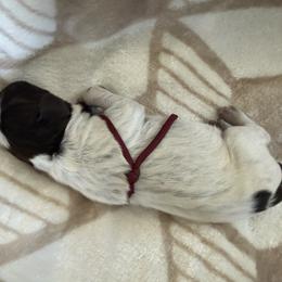 Wirehaired Pointing Griffon Puppies from Idleista Grand Chasseur