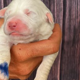 Blue Boy - White male Great Pyrenees puppy in Elfrida, Arizona from Outlaw Acres Farm & Kennels
