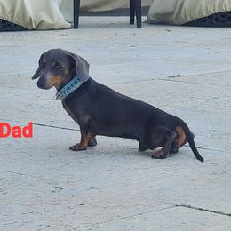 Dante - Dachshund