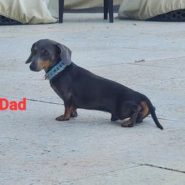 Dante - Dachshund