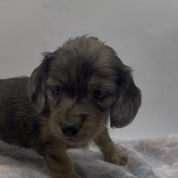 Girl 1  ONLY FILL OUT AN APPLICATION IF SERIOUS - Dapple female Dachshund puppy in Wisconsin from Sabe and Shabe’s Doxies