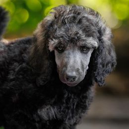 Poodle Puppies from Mystic Moon Poodles