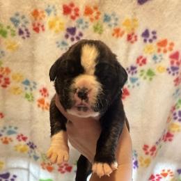Sadie - Brindle female Boxer puppy in Daviess County, Kentucky from Blissful Euro Boxers & French Bull Dogs