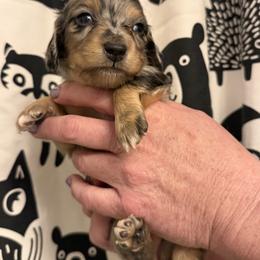Boy 2 - Dapple male Dachshund puppy in Huntingdon, Pennsylvania from Indian Creek Springers and Doxies