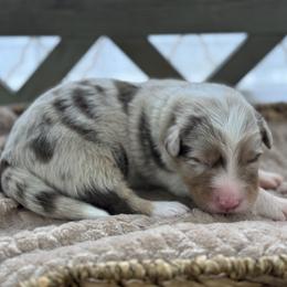 Boy 2 - Red merle male Australian Shepherd puppy in Volant, Pennsylvania from Addie's Aussies