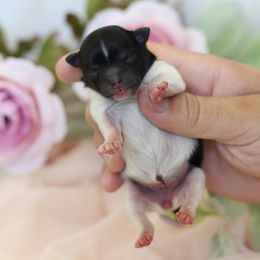 AKC Black Parti - Black parti female Pomeranian puppy in Sacramento, California from My Precious Poms