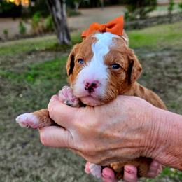 Maxine (Max) - Red  female Goldendoodle puppy in Harlem, Georgia from Ivey's Poodles & Doodles