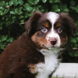 Miniature American Shepherds and Miniature Australian Shepherds from Twisted H Aussies