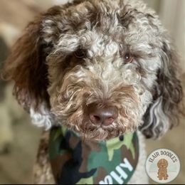 Murphy - Goldendoodle