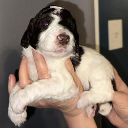Meadow - Parti female Poodle puppy in Prosperity, Pennsylvania from Stelladoodles & Company