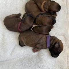 Girl 2 - Wheaten female Whoodle puppy in Pima, Arizona from Schmidt's K9s