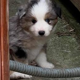Miniature American Shepherds from Asturias Miniature American Shepherds