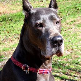 Great Dane All Grown Up from Coleridge Blue Great Danes