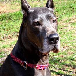 Great Dane All Grown Up from Coleridge Blue Great Danes
