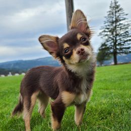 Coco - Chihuahua