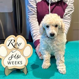 Boy 1 - male Poodle puppy in Somerville, Massachusetts from Jubilee Poodles