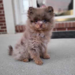AKC Chocolate Merle Male - Chocolate merle Pomeranian puppy in Bowie, Maryland from Potomac Pomeranians
