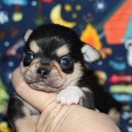 Tyler 3,000 - Black and tan male Chihuahua puppy in Cache, Oklahoma from Charming Lil Chihuahuas