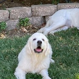 Golden Retrievers from Sun Country Goldens