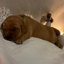 Pistachio - Golden male Golden Retriever puppy in Sandy, Oregon from Treasured K-9s