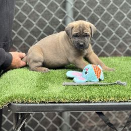 Gray - Gray and fawn male Cane Corso puppy in Pollock Pines, California from Capitol City Cane Corso