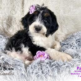 Bernedoodle Puppies from A Star is Born Doodles