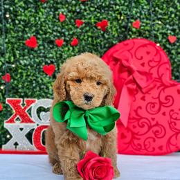 Rosie's Green Boy - male Goldendoodle puppy in Kountze, Texas from Texas Doodles LLC