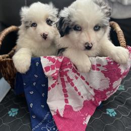 Aussiedoodle and Australian Shepherd Puppies from Queen Bee Aussies