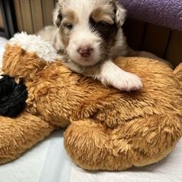 Brown Collar - Red merle female Australian Shepherd puppy in Winston Salem, North Carolina from Serenity Acres Aussies