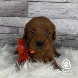 Velma - Red  female Goldendoodle puppy in Utah County, Utah from Big Hearted Breeders
