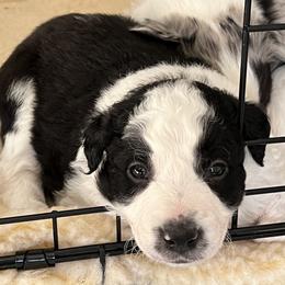 Border Collie Puppies from Roaring River Border Collies