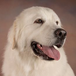 Boadicea - Great Pyrenees