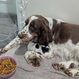 Springerdoodle puppies from Cooper’s Mini Doodles