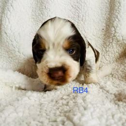 RB4 - Tri-Roan male English Springer Spaniel puppy in Britton, South Dakota from K&S Canines