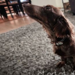 Dachshunds from Short Stuff Doxies