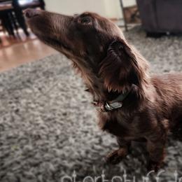 Dachshunds from Short Stuff Doxies
