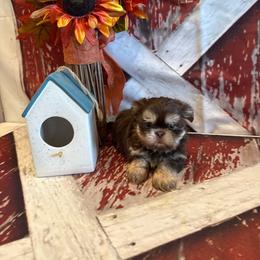 Brayden - Chocolate and tan male Shih Tzu puppy in Success, Missouri from Sweet Success
