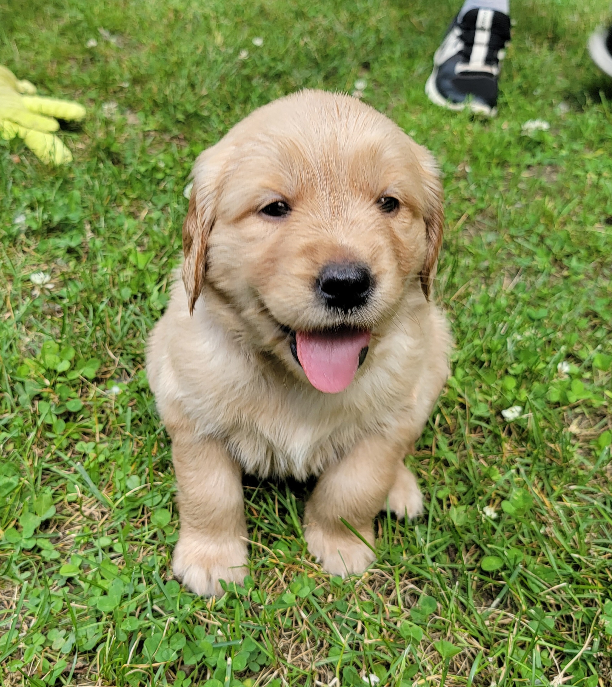Golden Retriever Puppies from JK Goldens