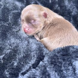 Tony Tony Chopper - Chocolate and tan male Pomeranian puppy in Tulsa, Oklahoma from CP Kennels