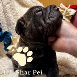 Kozy - Black sable male Chinese Shar-Pei puppy in Libertyville, Iowa from LLSHARPEI