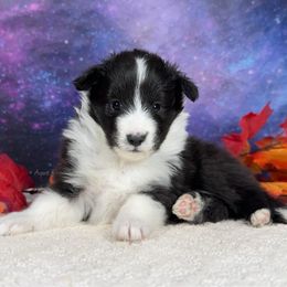 Quill - Black white and tan female Shetland Sheepdog puppy in Elk, Washington from Asgard Shetland Sheepdogs