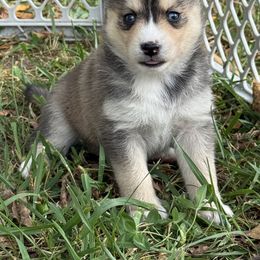 Pomsky Puppies from SRF Pomskies