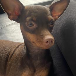Korra - Miniature Pinscher