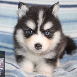 Makenzie - Black and white male Pomsky puppy in Centerville, Iowa from LJ Kennels Pomskies, LLC