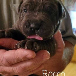 Cane Corso Puppies from Samantha Jackson
