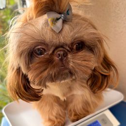 Kidlat - Shih Tzu