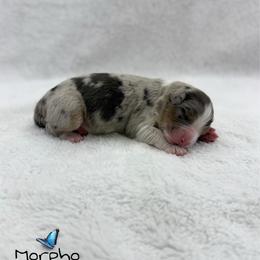 Morpho - Blue merle male Australian Shepherd puppy in Jonesborough, Tennessee from Lotus Australian Shepherds