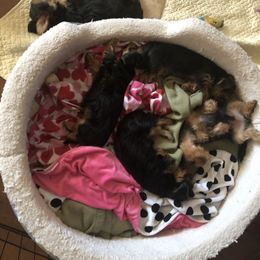 Yorkshire Terrier Puppies from Sharon Gellerman's Yorkshire Terriers