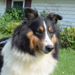 Shetland Sheepdogs from Mi Shelties